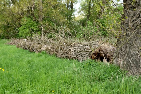 Opatovice nad Labem, rezervace Polabiny, 3.5.2008
Padlý kmen topolu, osídlený Cucujus cinnaberinus
Keywords: Opatovice nad Labem Polabiny Cucujus cinnaberinus