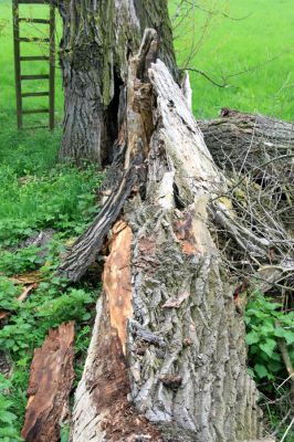 Opatovice nad Labem, rezervace Polabiny, 3.5.2008
Kmen padlého topolu, osídlený Cucujus cinnaberinus
Schlüsselwörter: Opatovice nad Labem Polabiny Cucujus cinnaberinus