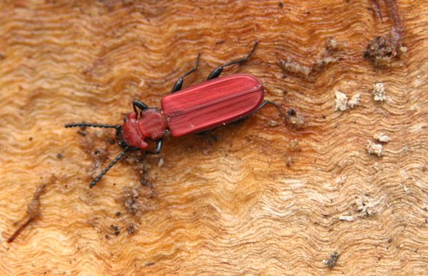 Opatovice nad Labem, rezervace Polabiny, 3.5.2008
Pod korou padlého topolu loví Cucujus cinnaberinus
Klíčová slova: Opatovice nad Labem Polabiny Cucujus cinnaberinus