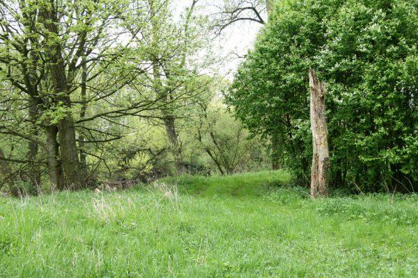 Opatovice nad Labem, rezervace Polabiny, 3.5.2008
Pobřežní porost u Labe na východním okraji rez. Polabiny.
Schlüsselwörter: Opatovice nad Labem Polabiny