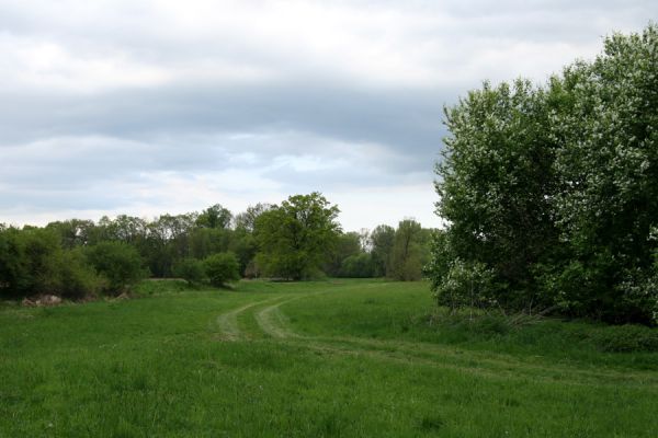 Opatovice nad Labem, Polabiny, 3.5.2008
Okolí zazemněného ramena jižně od Polabin. Pohled k Polabinám.
Klíčová slova: Opatovice nad Labem Polabiny zazamněné rameno