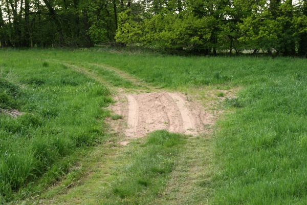 Opatovice nad Labem, Polabiny, 3.5.2008
Písečný náplav na záplavové louce u zazemněného ramene jižně od Polabin. Biotop kovaříka Negastrius pulchellus.
Mots-clés: Opatovice nad Labem Polabiny zazamněné rameno Negastrius pulchellus