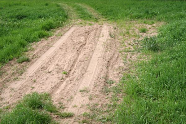 Opatovice nad Labem, Polabiny, 3.5.2008
Písečný náplav na záplavové louce u zazemněného ramene jižně od Polabin. Biotop kovaříka Negastrius pulchellus.
Klíčová slova: Opatovice nad Labem Polabiny zazamněné rameno