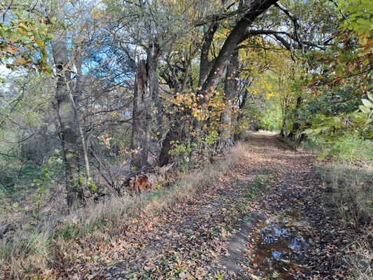 Opatovice nad Labem, 7.11.2023
Hrozná.
Keywords: Opatovice nad Labem Hrozná slepé rameno Labe