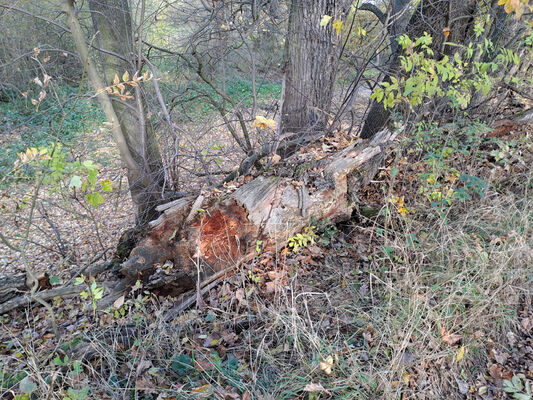 Opatovice nad Labem, 7.11.2023
Hrozná.
Mots-clés: Opatovice nad Labem Hrozná slepé rameno Labe Ampedus elegantulus Stenagostus rhombeus