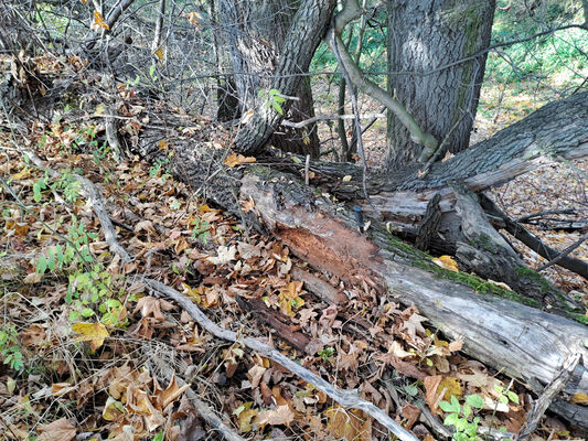 Opatovice nad Labem, 7.11.2023
Hrozná.
Keywords: Opatovice nad Labem Hrozná slepé rameno Labe Ampedus elegantulus Stenagostus rhombeus