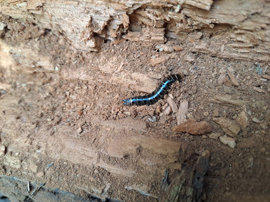 Opatovice nad Labem, 7.11.2023
Hrozná - larva kovaříka Stenagostus rhombeus.
Keywords: Opatovice nad Labem Hrozná slepé rameno Labe Stenagostus rhombeus