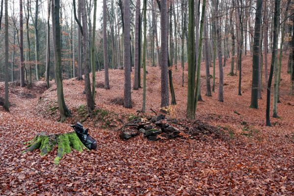 Hrubá Skála, 18.11.2020
Listnatý les U Hřbitova.
Keywords: Hrubá Skála les U Hřbitova Ampedus nigroflavus