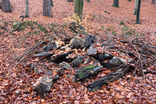 Hrubá Skála, 18.11.2020
Listnatý les U Hřbitova. Trouchnivé bukové dřevo - biotop kovaříka Ampedus nigroflavus.
Klíčová slova: Hrubá Skála les U Hřbitova Ampedus nigroflavus