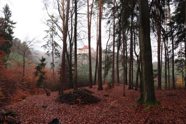 Hrubá Skála, 18.11.2020
Listnatý les U Hřbitova. Pohled na zámek Hrubá Skála.
Keywords: Hrubá Skála les U Hřbitova zámek