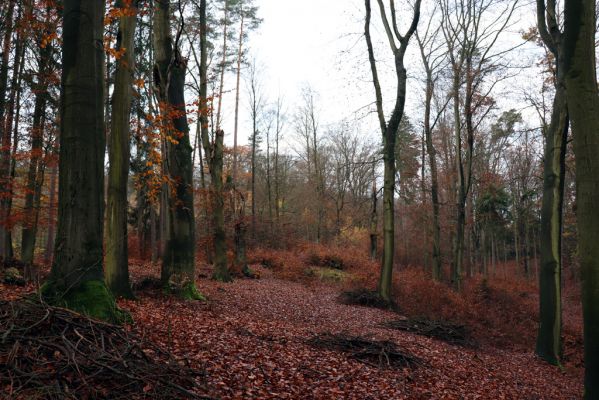 Hrubá Skála, 18.11.2020
Listnatý les U Hřbitova.
Klíčová slova: Hrubá Skála les U Hřbitova Crepidophorus mutilatus