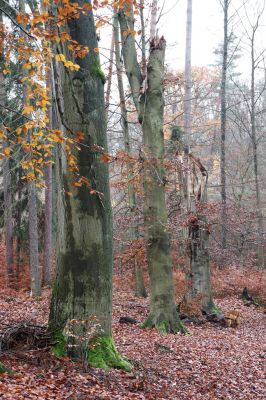 Hrubá Skála, 18.11.2020
Listnatý les U Hřbitova.
Keywords: Hrubá Skála les U Hřbitova Crepidophorus mutilatus