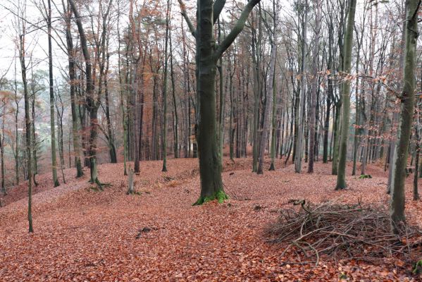 Hrubá Skála, 18.11.2020
Listnatý les U Hřbitova.
Klíčová slova: Hrubá Skála les U Hřbitova