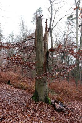 Hrubá Skála, 18.11.2020
Listnatý les U Hřbitova.
Klíčová slova: Hrubá Skála les U Hřbitova Crepidophorus mutilatus