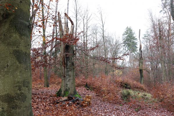 Hrubá Skála, 18.11.2020
Listnatý les U Hřbitova.
Schlüsselwörter: Hrubá Skála les U Hřbitova Crepidophorus mutilatus