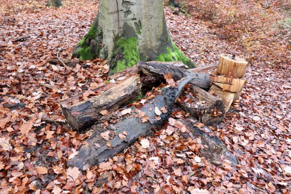 Hrubá Skála, 18.11.2020
Listnatý les U Hřbitova.
Klíčová slova: Hrubá Skála les U Hřbitova Crepidophorus mutilatus