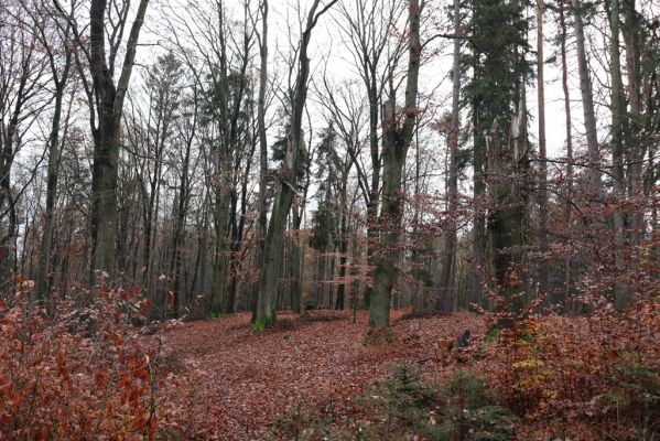 Hrubá Skála, 18.11.2020
Listnatý les U Hřbitova.
Keywords: Hrubá Skála les U Hřbitova Crepidophorus mutilatus