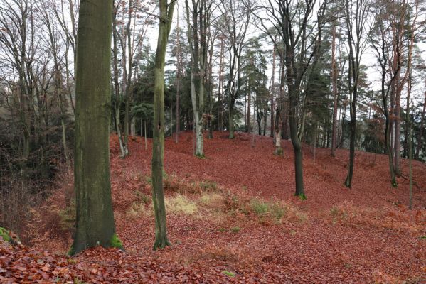 Hrubá Skála, 18.11.2020
Listnatý les U Hřbitova.
Klíčová slova: Hrubá Skála les U Hřbitova