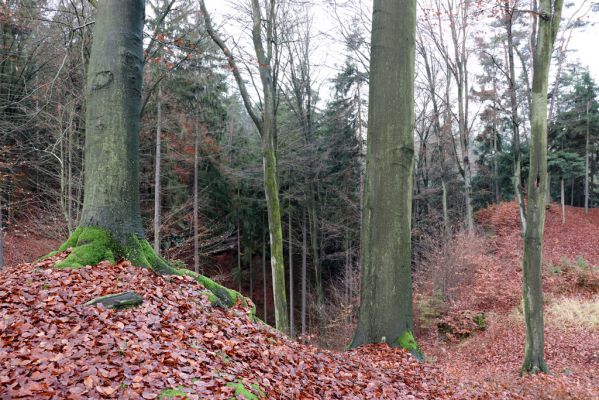 Hrubá Skála, 18.11.2020
Listnatý les U Hřbitova.
Schlüsselwörter: Hrubá Skála les U Hřbitova