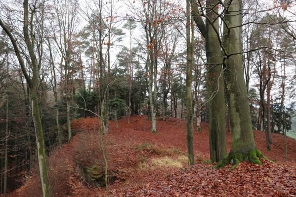 Hrubá Skála, 18.11.2020
Listnatý les U Hřbitova.
Mots-clés: Hrubá Skála les U Hřbitova