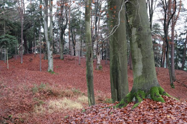 Hrubá Skála, 18.11.2020
Listnatý les U Hřbitova.
Mots-clés: Hrubá Skála les U Hřbitova