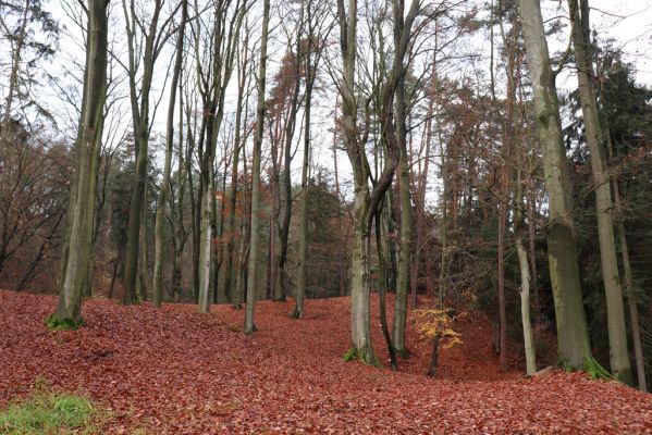 Hrubá Skála, 18.11.2020
Listnatý les U Hřbitova.
Schlüsselwörter: Hrubá Skála les U Hřbitova Planolinus fasciatus