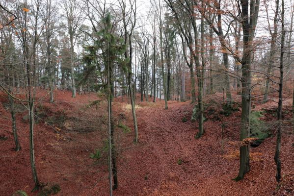 Hrubá Skála, 18.11.2020
Listnatý les U Hřbitova.
Schlüsselwörter: Hrubá Skála les U Hřbitova Planolinus fasciatus