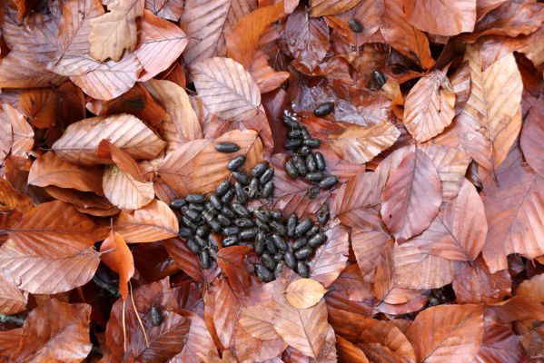 Hrubá Skála, 18.11.2020
Listnatý les U Hřbitova. Srnčí bobky osídlené hnojníky Planolinus fasciatus.
Klíčová slova: Hrubá Skála les U Hřbitova Planolinus fasciatus