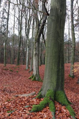 Hrubá Skála, 18.11.2020
Listnatý les U Hřbitova.
Schlüsselwörter: Hrubá Skála les U Hřbitova