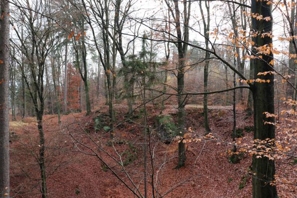 Hrubá Skála, 18.11.2020
Listnatý les U Hřbitova.
Schlüsselwörter: Hrubá Skála les U Hřbitova