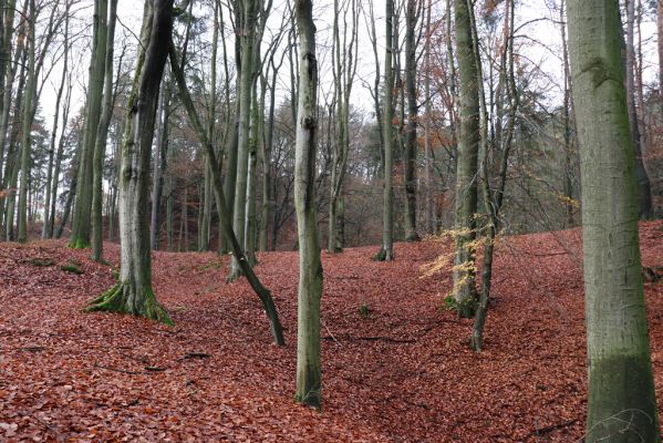 Hrubá Skála, 18.11.2020
Listnatý les U Hřbitova.
Klíčová slova: Hrubá Skála les U Hřbitova Planolinus fasciatus