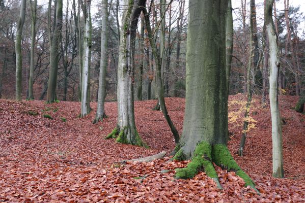 Hrubá Skála, 18.11.2020
Listnatý les U Hřbitova.
Mots-clés: Hrubá Skála les U Hřbitova Planolinus fasciatus