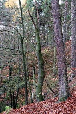 Hrubá Skála, 18.11.2020
Les na hřbetu jihozápadně od zámku.
Keywords: Hrubá Skála les u zámku