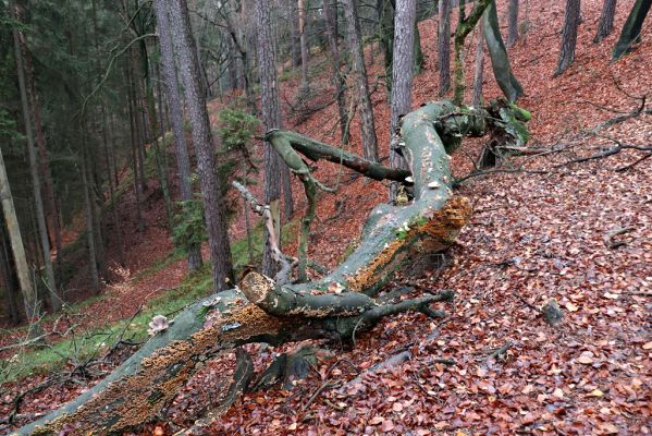 Hrubá Skála, 18.11.2020
Les na hřbetu jihozápadně od zámku.
Mots-clés: Hrubá Skála les u zámku