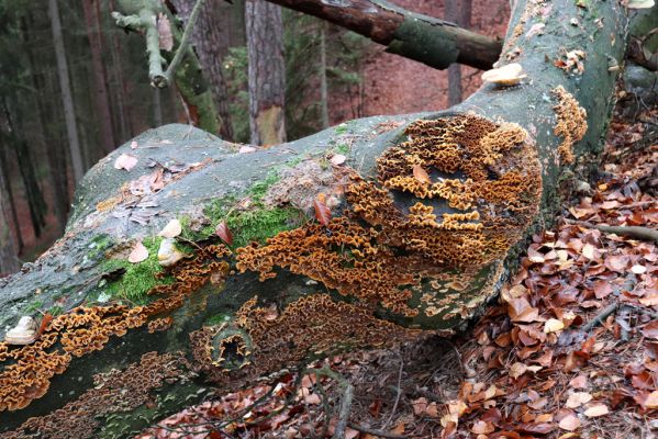 Hrubá Skála, 18.11.2020
Les na hřbetu jihozápadně od zámku.
Schlüsselwörter: Hrubá Skála les u zámku