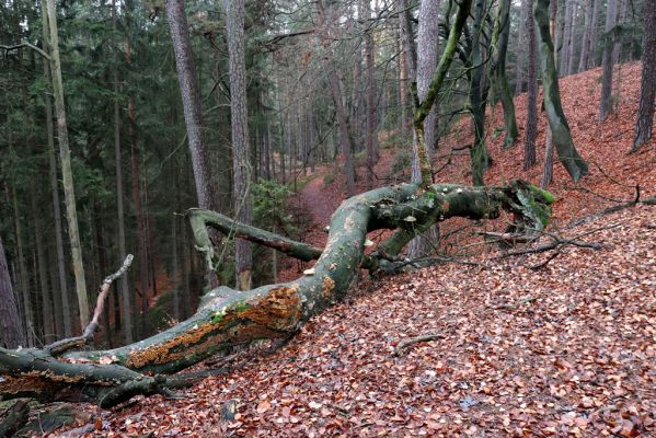 Hrubá Skála, 18.11.2020
Les na hřbetu jihozápadně od zámku.
Schlüsselwörter: Hrubá Skála les u zámku