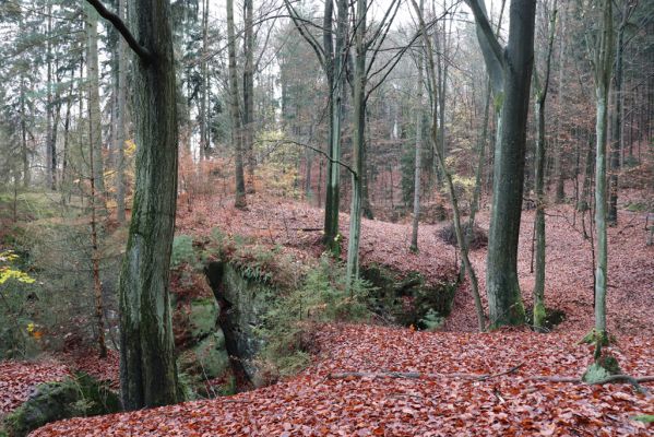 Hrubá Skála, 18.11.2020
Listnatý les západně od zámku.
Schlüsselwörter: Hrubá Skála les u zámku