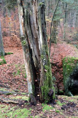 Hrubá Skála, 18.11.2020
Listnatý les západně od zámku.
Schlüsselwörter: Hrubá Skála les u zámku