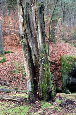 Hrubá Skála, 18.11.2020
Listnatý les západně od zámku.
Klíčová slova: Hrubá Skála les u zámku