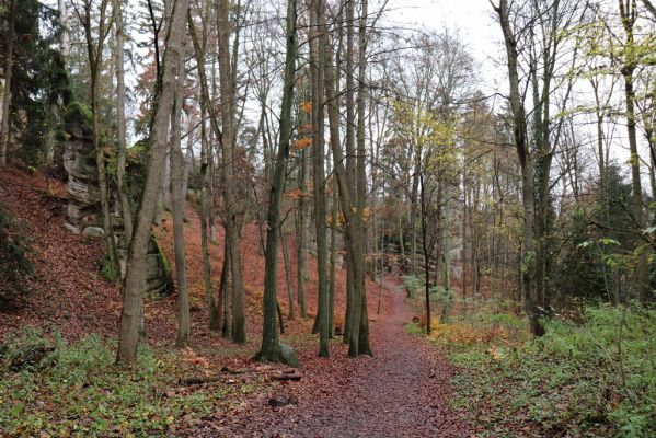Hrubá Skála, 18.11.2020
Listnatý les v údolí severně od zámku.
Schlüsselwörter: Hrubá Skála les u zámku