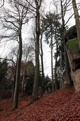 Hrubá Skála, 18.11.2020
Bučina pod skalní věží Ivankou.
Schlüsselwörter: Hrubá Skála skalní věž Ivanka bučina