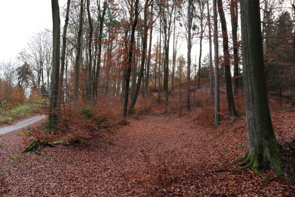 Karlovice, 18.11.2020
Lázně Sedmihorky - bučina na svahu nad lázněmi.
Mots-clés: Karlovice Lázně Sedmihorky bučina