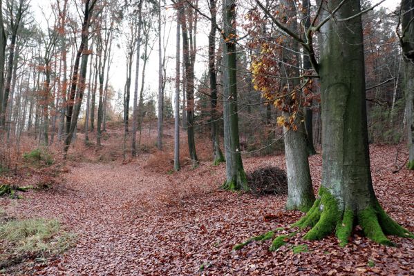 Karlovice, 18.11.2020
Lázně Sedmihorky - bučina na svahu nad lázněmi.
Keywords: Karlovice Lázně Sedmihorky bučina