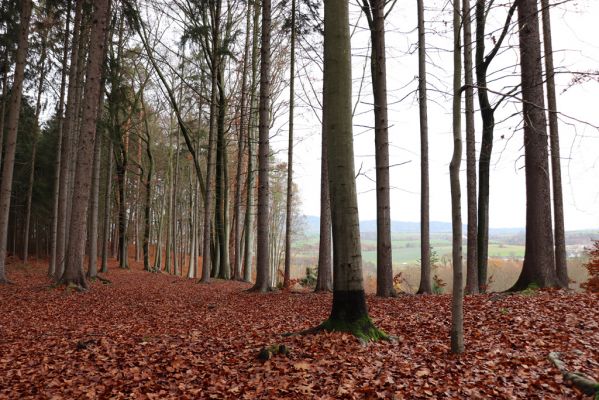 Karlovice, 18.11.2020
Lázně Sedmihorky - bučina na svahu nad lázněmi.
Schlüsselwörter: Karlovice Lázně Sedmihorky bučina