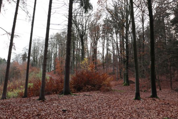 Karlovice, 18.11.2020
Lázně Sedmihorky - bučina na svahu nad lázněmi.
Mots-clés: Karlovice Lázně Sedmihorky bučina