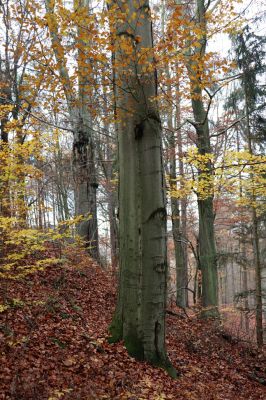 Karlovice, 18.11.2020
Lázně Sedmihorky - bučina na svahu nad lázněmi.
Schlüsselwörter: Karlovice Lázně Sedmihorky bučina