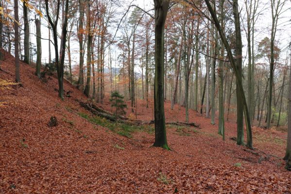 Karlovice, 18.11.2020
Lázně Sedmihorky - bučina na svahu nad lázněmi.
Keywords: Karlovice Lázně Sedmihorky bučina