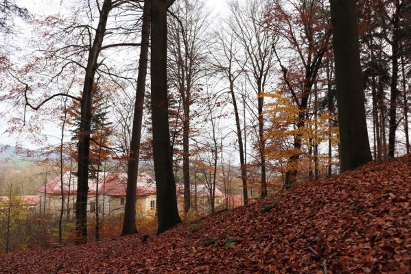 Karlovice, 18.11.2020
Lázně Sedmihorky - bučina na svahu nad lázněmi.
Keywords: Karlovice Lázně Sedmihorky bučina