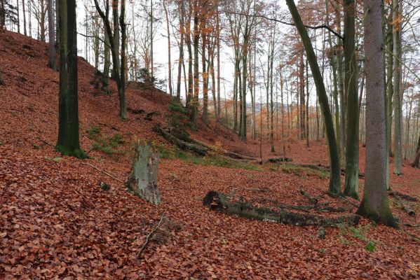 Karlovice, 18.11.2020
Lázně Sedmihorky - bučina na svahu nad lázněmi.
Schlüsselwörter: Karlovice Lázně Sedmihorky bučina