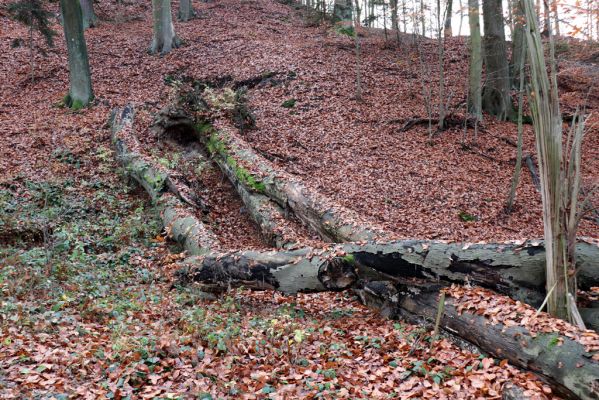 Karlovice, 18.11.2020
Lázně Sedmihorky - bučina na svahu nad lázněmi.
Mots-clés: Karlovice Lázně Sedmihorky bučina